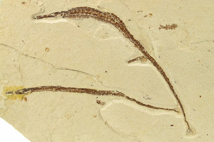Plate of Rare Pipefish (Syngnathus & Hipposyngnathus) Fossils #275027